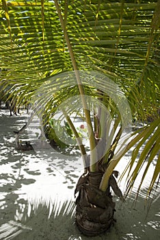 Roatan Island Little Palm Tree