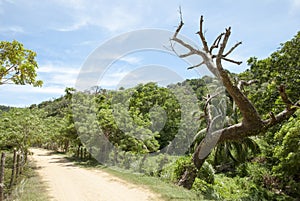 Roatan Island Road With Dead Tree