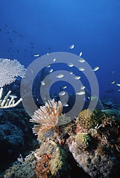 Roatan Reef photo