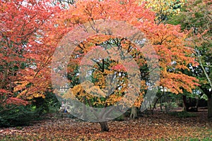Roath Park autumn Trees in Cardiff