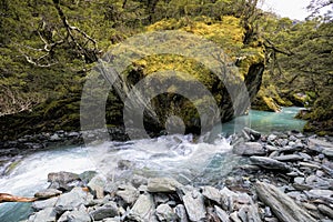 Rob Roy Glacier Track. Mt Aspiring National Park, New Zealand