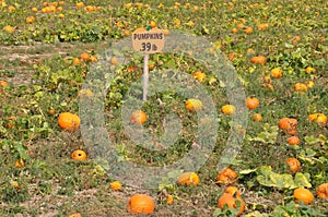 Roba Family Farms in North Abington Township in Pennsylvania