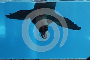 Robbe Seal look like monster Dangerous