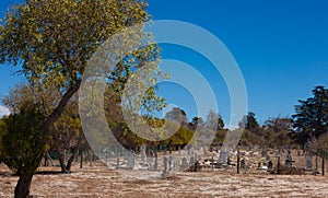 Robben Island Leper Cemetery photo