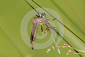 Robber or Assassin Fly
