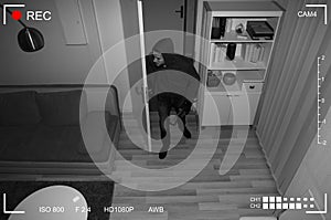 Thief Entering Into House photo