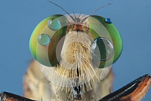 Robber flies asilisade asilus crabroniformis