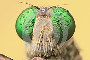 Robber flies asilisade asilus crabroniformis