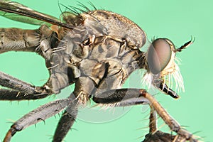 Robber flies asilisade asilus crabroniformis