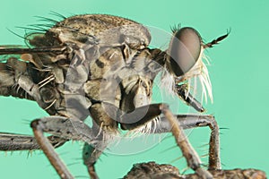 Robber flies asilisade asilus crabroniformis