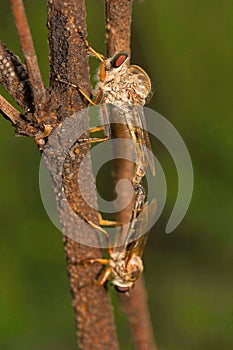 Robber flies mating, Aarey Milk Colony , INDIA