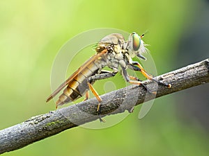 Robber fly