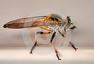 Robber fly