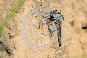 Robber fly