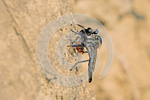 Robber fly