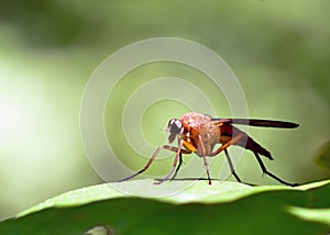 Robber Fly