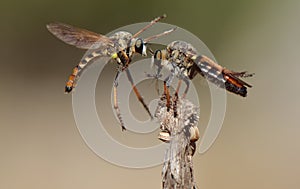 Robber fly