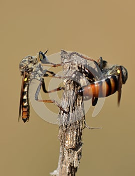 Robber fly