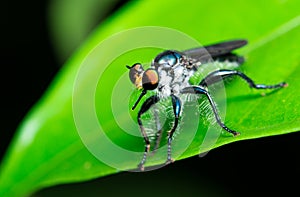 Robber Fly