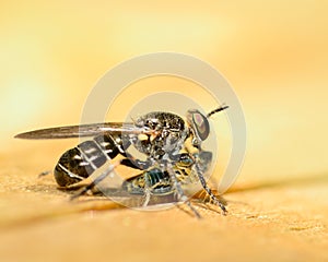 Robber Fly