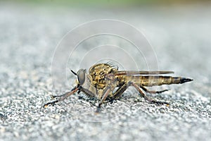 Robber fly