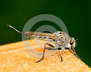 Robber Fly