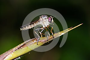 Robber Fly