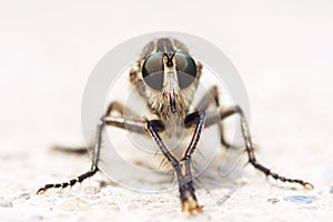 Robber fly