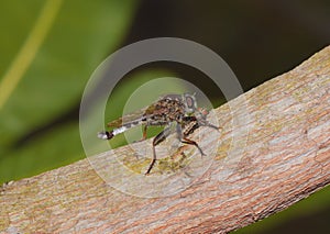 Robber Fly in action