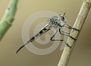 Robber Fly AKA Assassin Fly Macro Detail Side Shot