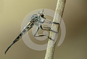 Robber Fly AKA Assassin Fly Macro Detail Side Shot