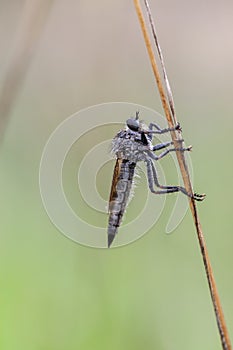 Robber fly - Asilidae