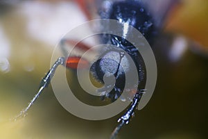 robber fly (Asilidae) blue-black, small predator