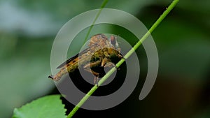 Robber Fly Asilidae is natural enemies of insect pest on branch in tropical rain forest.