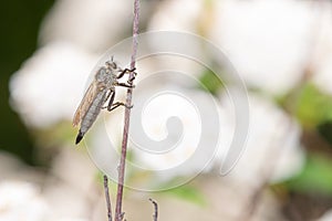 Robber fly Asilidae on a plant macro photo.