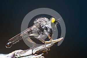 Robber fly