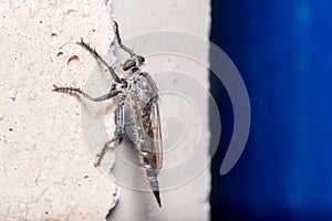 Robber fly, Asilidae sp., posed on a concrete wall on a sunny day
