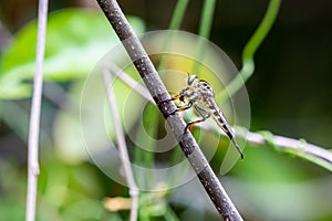 Robber fly Asilidae stay at stick for rest