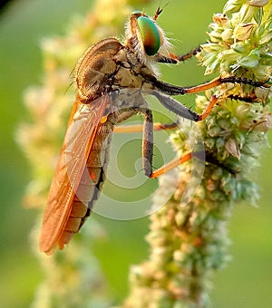 Robber fly assassin fly