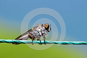 Robber Fly, assassin fly Asilidae