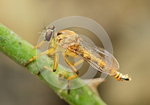 Robber Fly Or Assassin Fly Macro Bokeh Background