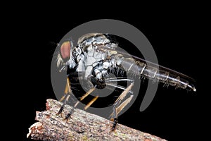 Robber fly with black background