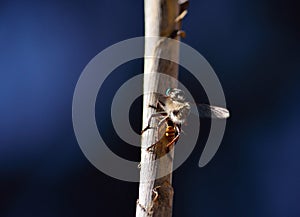 Robber fly on cane stalk