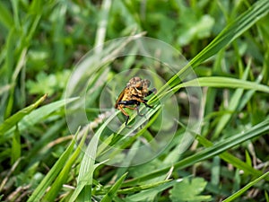 Robber fly clinging to a blade of grass 2