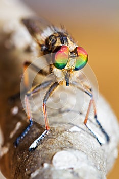 Robber fly close up