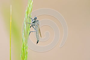 robber fly