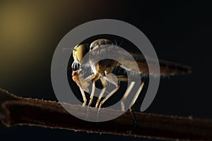 The Robber fly close up in Thailand.