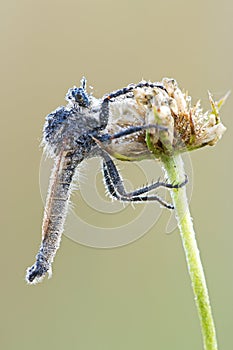 Robber fly covered with dew drops