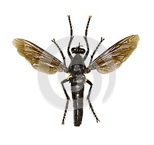 Robber Fly Dasypogon on white Background