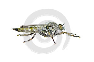 Robber Fly Diptera Predator Insect Isolated on White